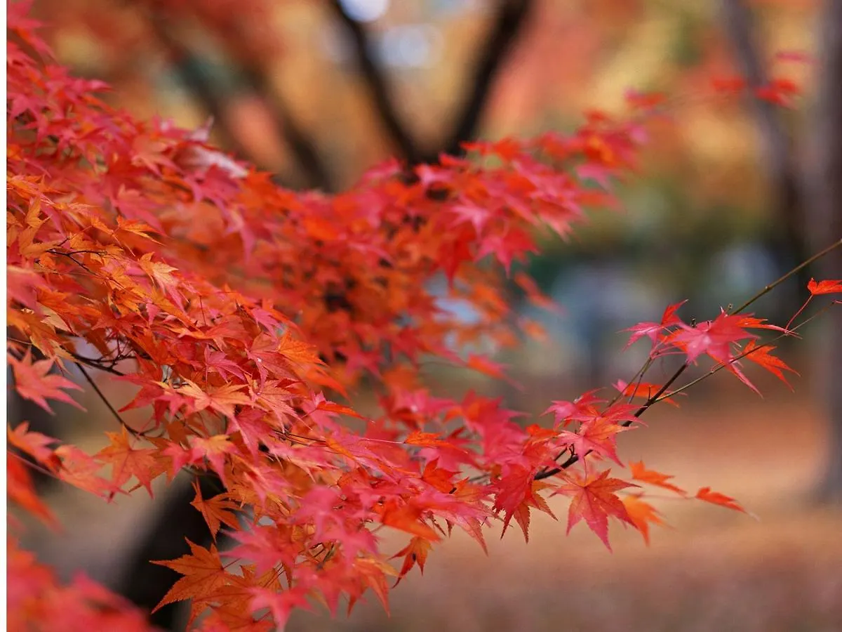 Kyoto Sharagam Hotel
